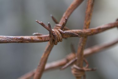 Champ de maïs à la récolte