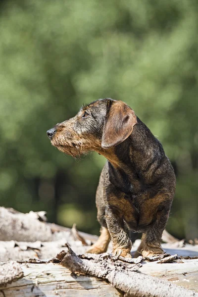 Dachshund — Stock Photo, Image