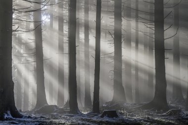 Sun rays in the forest clipart