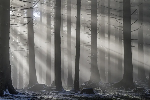 Zonnestralen in het bos — Stockfoto