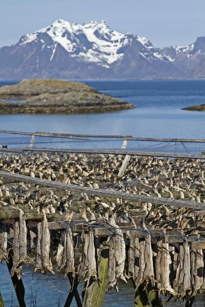 Stockfish on racks — Stock Photo, Image