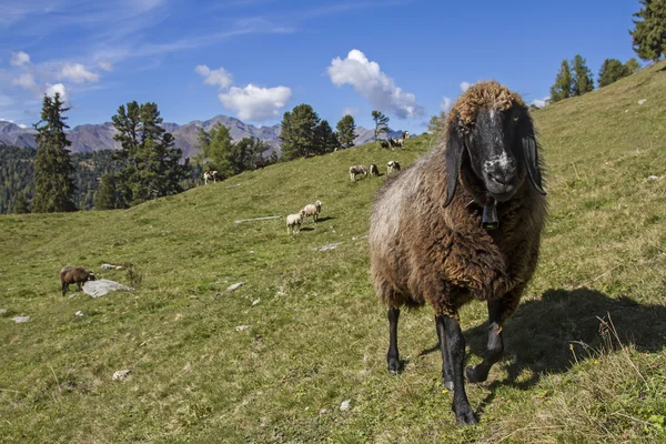 Tyrol koyun — Stok fotoğraf