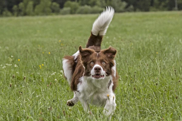 Running Bordercollie — Stock Photo, Image