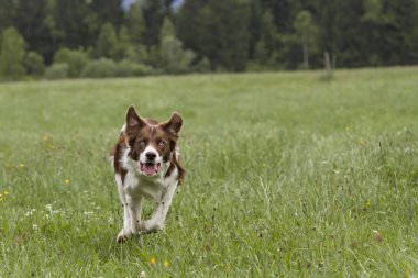 Çalışan Bordercollie