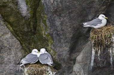 Ringa balığı düşünceli sırasında martılar