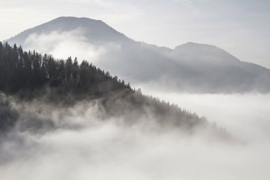 Wallberg üzerinde göster