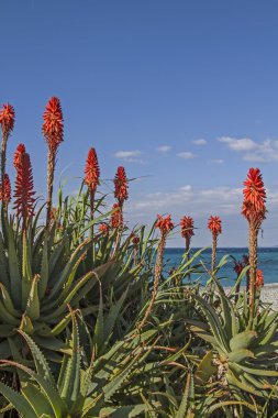 Mediterane fauna