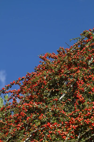 Cotoneaster — Stock Photo, Image