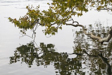 Ağacının ayrıntı ayna görüntüsü ile