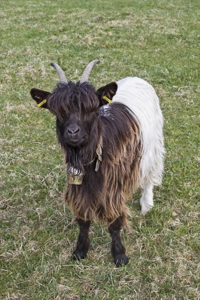 Vallesana-Ziege — Stockfoto