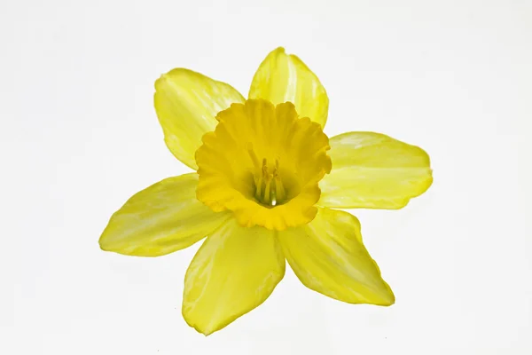 Żółty żonkil — Zdjęcie stockowe