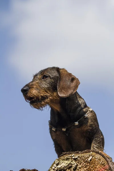 Dackel — Stockfoto