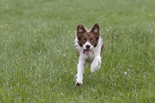 Running Bordercollie — Stock Photo, Image