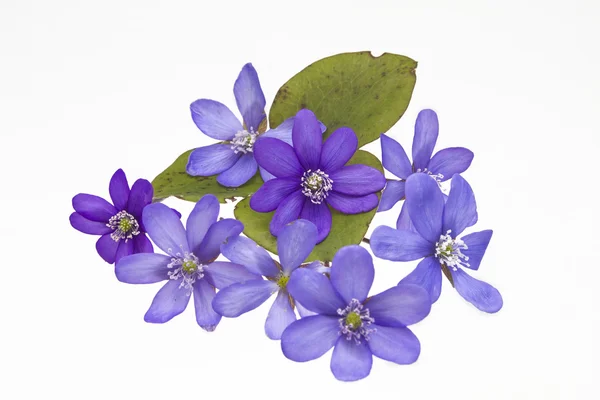 Hepatica nobilis — Zdjęcie stockowe