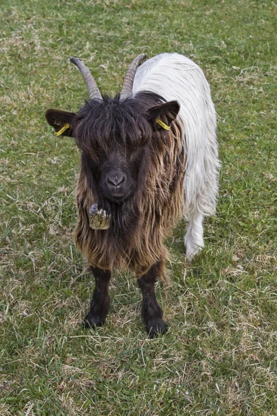 Vallesana-Ziege — Stockfoto