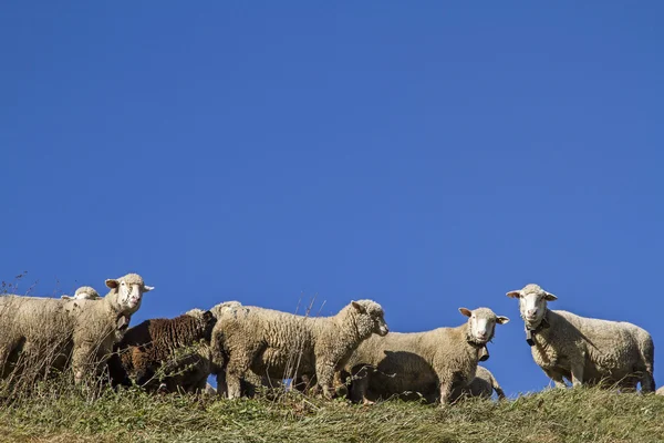 Flock of sheep in the Swiss mountains — Stock Photo, Image