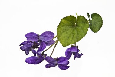 Menekşe beyaz zemin üzerine