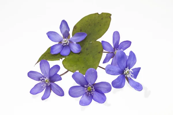 Hepatica nobilis — Zdjęcie stockowe