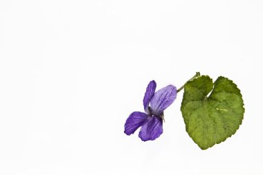 Menekşe beyaz zemin üzerine