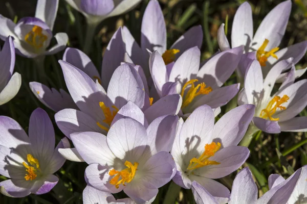 Krokus łąka — Zdjęcie stockowe