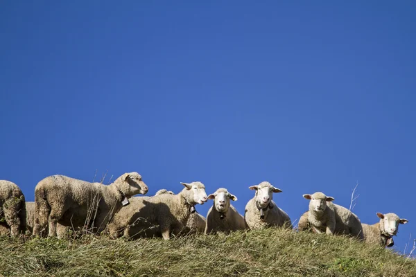 Flock of sheep in the Swiss mountains — Stock Photo, Image