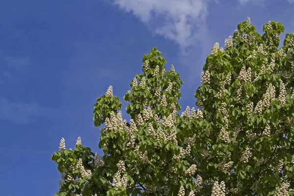 Chestnut blossom — Stock fotografie