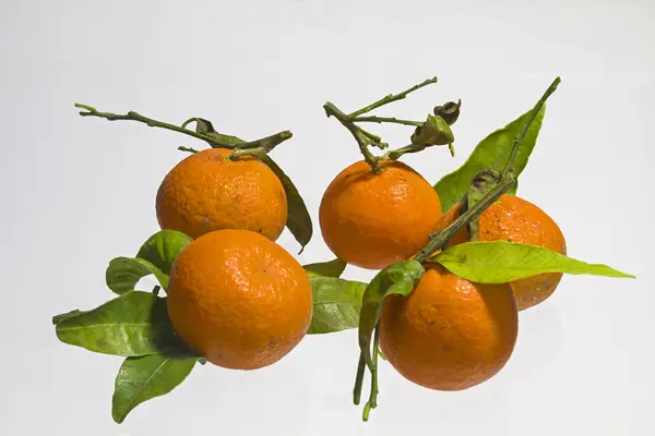 Tangerines — Stock Photo, Image