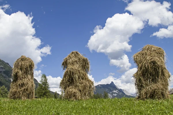 Hay drying — Stock Photo, Image
