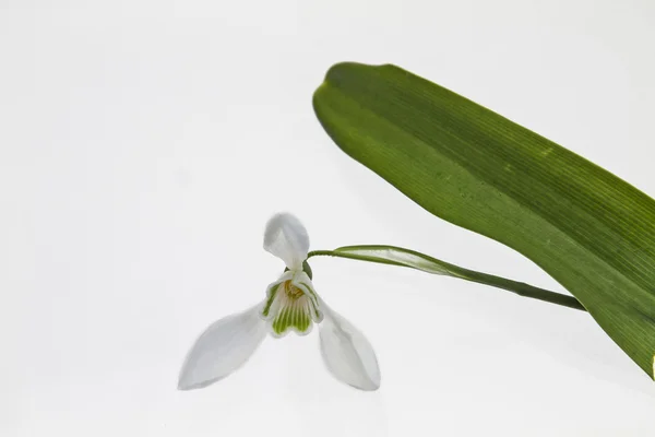 Galanthus nivalis — Zdjęcie stockowe