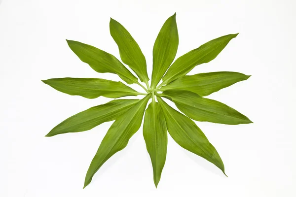 Ramson - Stock-foto