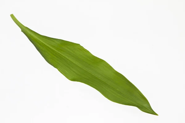 Ramson. — Foto de Stock