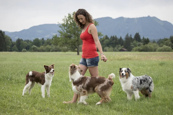 Dogs Trio with dog trainer — Stock Photo, Image