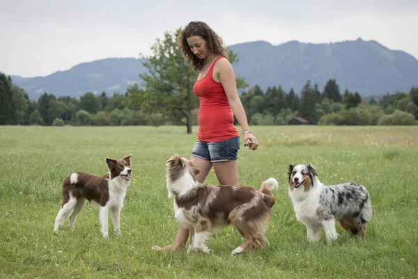 Trio de chiens avec dresseur de chiens — Photo