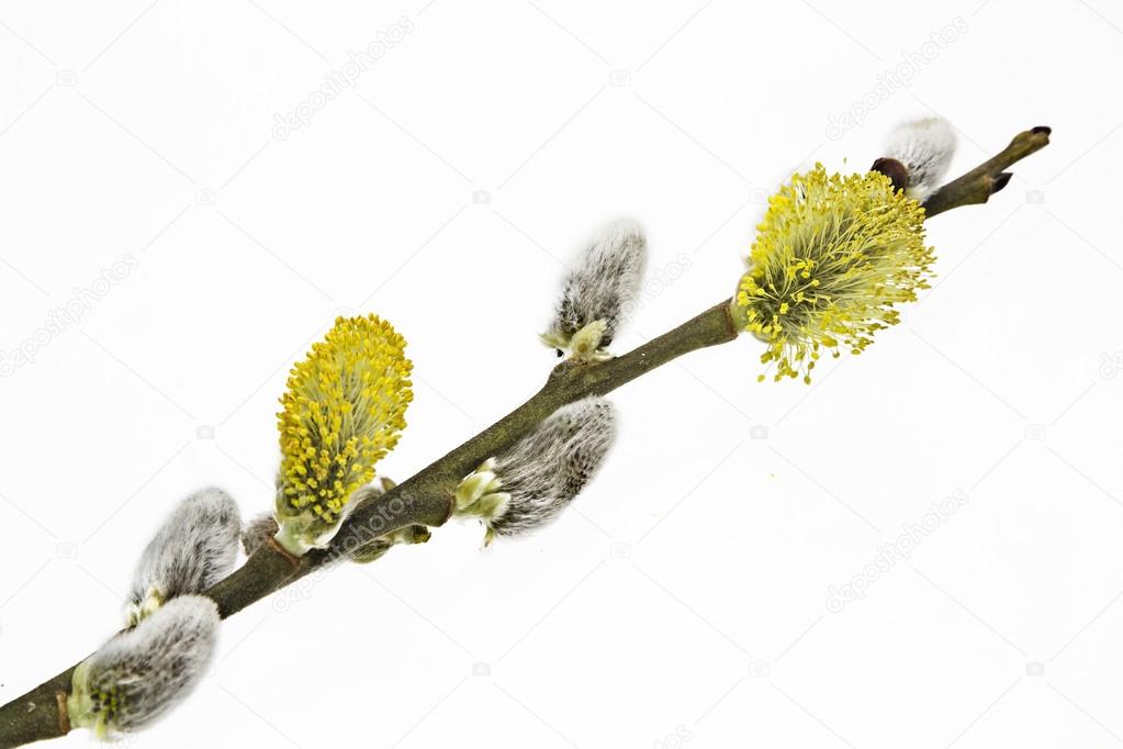 Pussy willow twig on white background