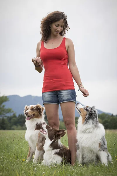 Trio de cães com treinador de cães — Fotografia de Stock