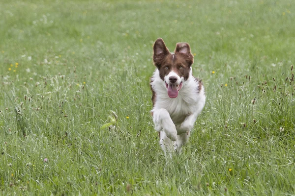 Running Bordercollie — Stock Photo, Image