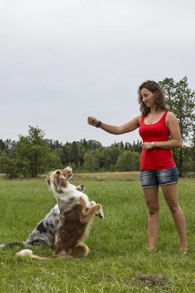 Trio de cães com treinador de cães — Fotografia de Stock