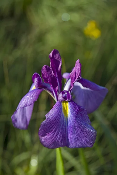 Iris sibirica — Stockfoto