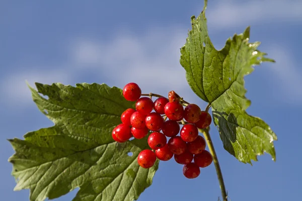 Viburnum opulus осенью — стоковое фото