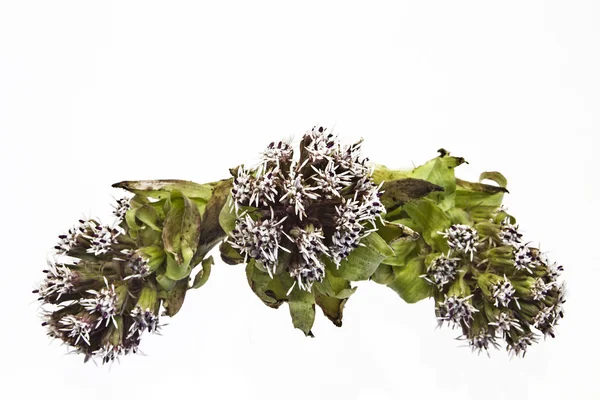 Petasites paradoxus — Stock fotografie