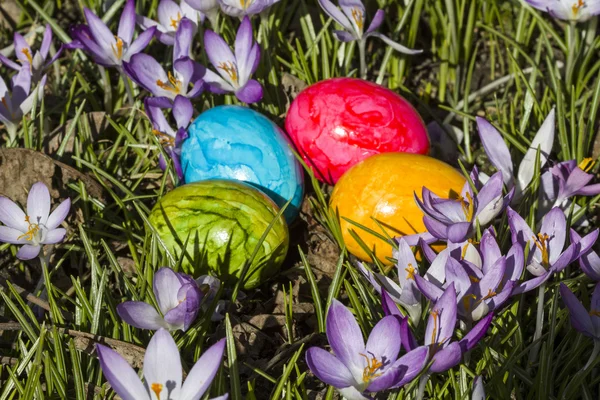 Crocus meadow amd Easter eggs — Stock Photo, Image