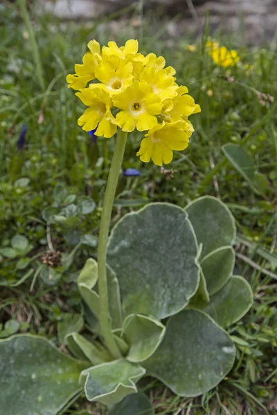 Primula Aurikel — Stockfoto