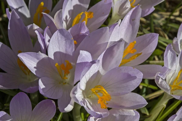 Crocus äng — Stockfoto