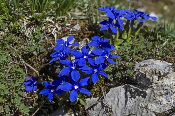 Gentiana verna — Zdjęcie stockowe