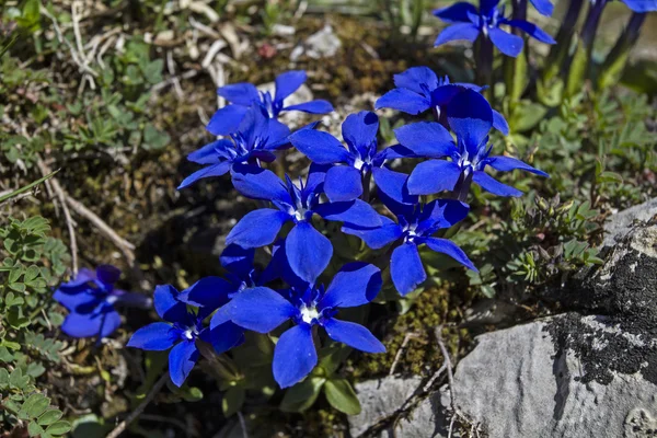 Gentiana verna — Zdjęcie stockowe