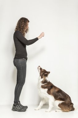 köpek eğitimi
