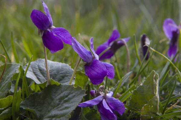 Violetta — Foto Stock