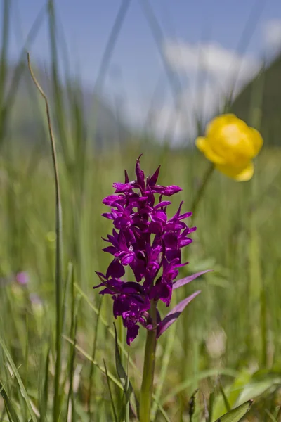 Dactylorhiza purpurella — Stockfoto