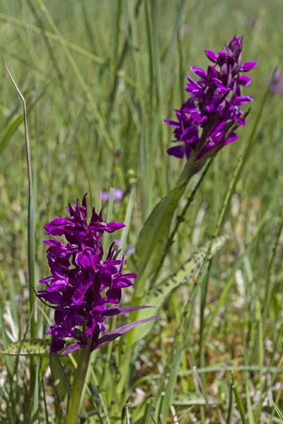 Dactylorhiza purpurella — Stockfoto