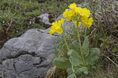  Primula auricul